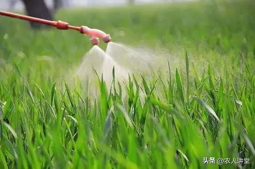油菜追肥的重要性