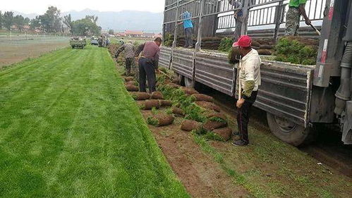 苗木电商的兴起：一场绿色的革命