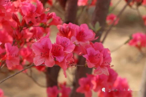 五一花海， 月季八卦阵的美丽画卷