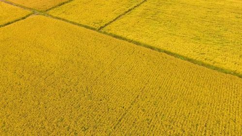 甲维盐：稻纵卷叶螟的克星， 使用时机是关键