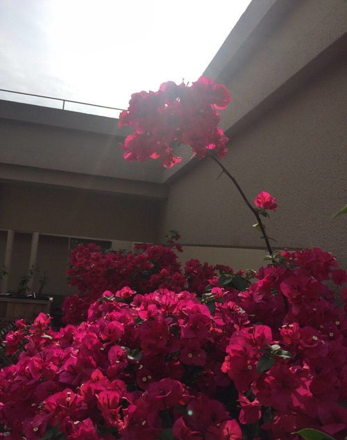 蜀葵， 花期长又好kan，让人心情愉悦