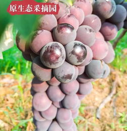 葡萄熟了农药怎么打？