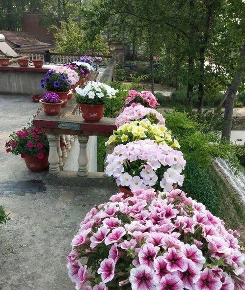 矮牵牛的美丽世界：园艺中的多面手