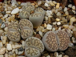 李先生的生石花种类大揭秘