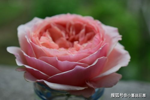 温柔珊瑚心月季的花期是多久？