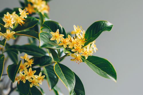 桂花树长啥样？高清桂花树图片