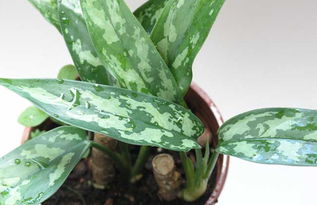 浇水技巧：春夏湿漉漉， 秋冬干巴巴