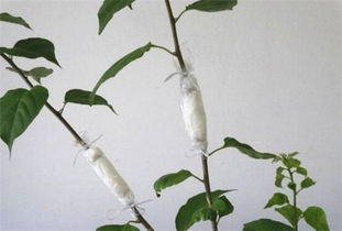 环剥涂抹生根粉