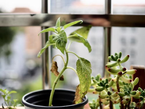 向日葵种植全指南中，春季种植的最佳时间是什么时候呢
