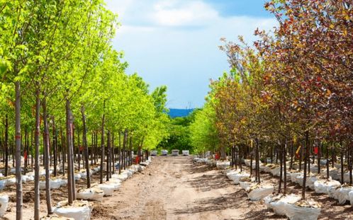 一、 苗木的珍贵程度