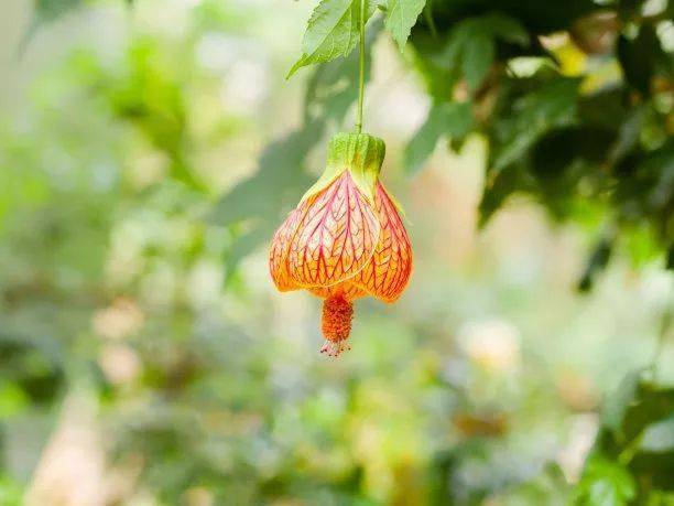 花枝放水中的剪裁艺术