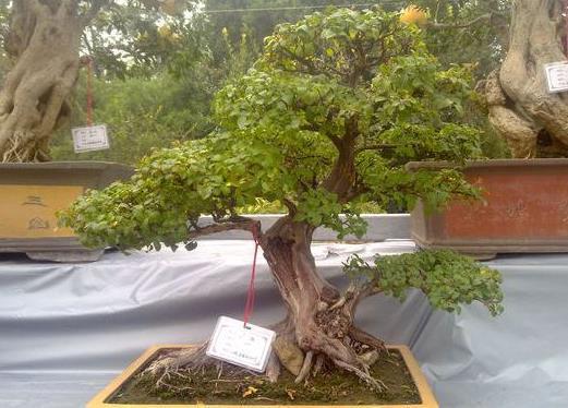 生长速度来帮忙