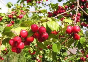 二、 海棠果的吃法大揭秘