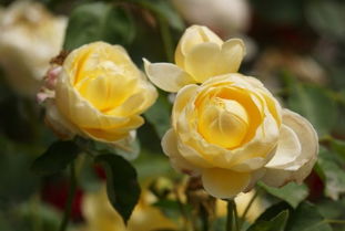 紫霞仙子：月季中的玫瑰佳人