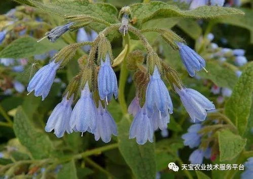 平安除草剂的需求
