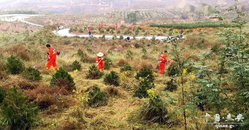 苗木越冬，那水浇得对不对？