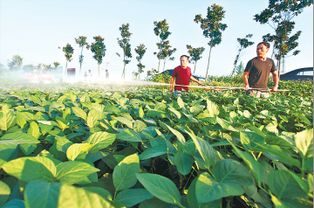 高效防治玫瑰石斛病虫害，保障农业丰收
