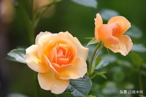 质量要求， 价格自然