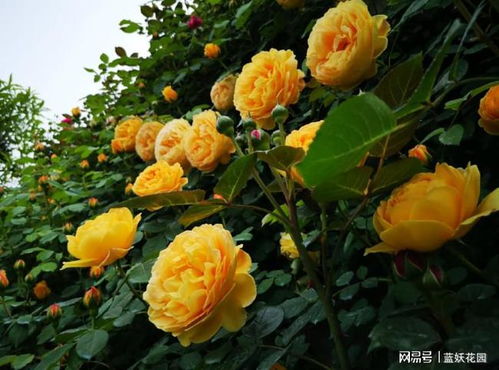 有机肥，那可是好东西