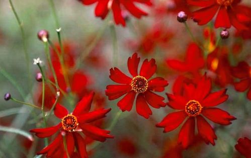 春天庭院种植大红色草本植物的选择