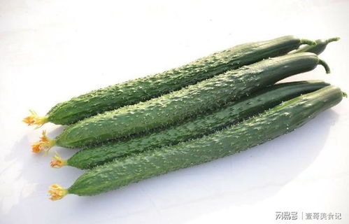 黄瓜种子如何播种才能提高发芽率和生长速度