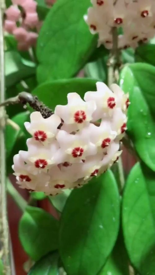 球兰浇水错误，你犯了几个？