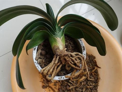 氯化铜：广谱杀菌， 君子的保护神