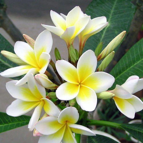 荷花：出淤泥而不染，夏天的圣洁之花