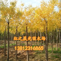 哎哟， 你们懂伐，我这颗国槐