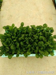 秋冬室内适宜种植耐寒蔬菜