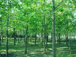 3. 大规格银杏树