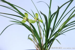 兰花耐寒至-5℃，冬季花卉爆款！