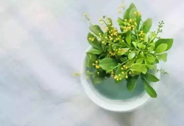 米兰花开，为何双瓣紧贴
