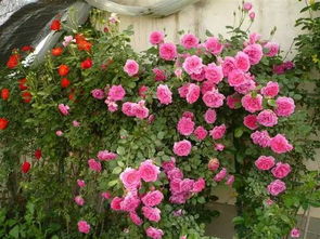 新花样月季花篮， 家居装饰新宠