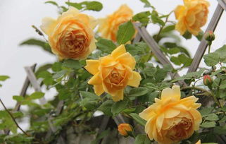 丰花月季裸根苗：0.8-1.5元/棵