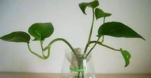 自制植物生根剂，只需简单几步