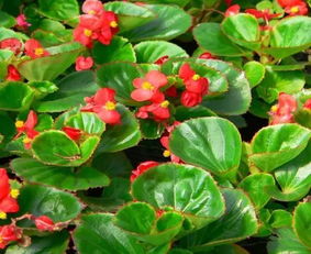 四季海棠与长春花