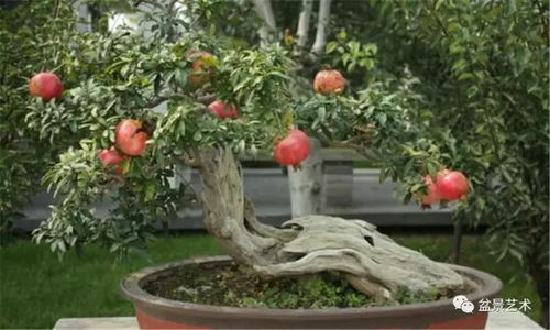 盆景树苗的培育方法