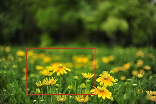 春天该种哪些花草？