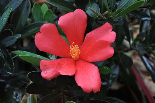 华南植物研究所的发现：单瓣大花的抗菌秘密