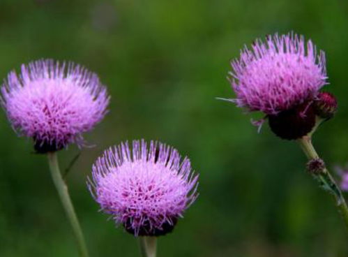 树上的红花开朵多，美丽无比