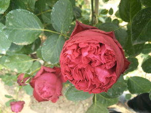 修剪，月季生长的艺术