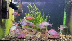 猪胆蜜疗家畜便秘，绿色养殖新选择