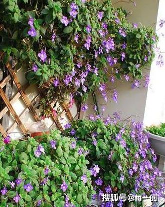 玉树：招财旺运的吉祥植物