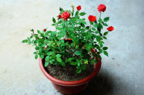 移栽时间的选择