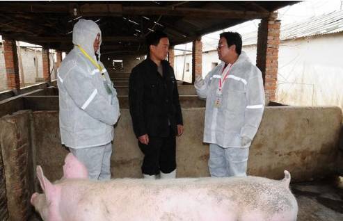 高效驱蝇，打造清洁养猪环境