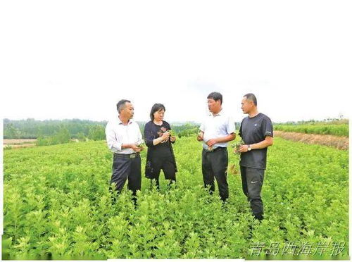 从药企销售经理到艾草种植者