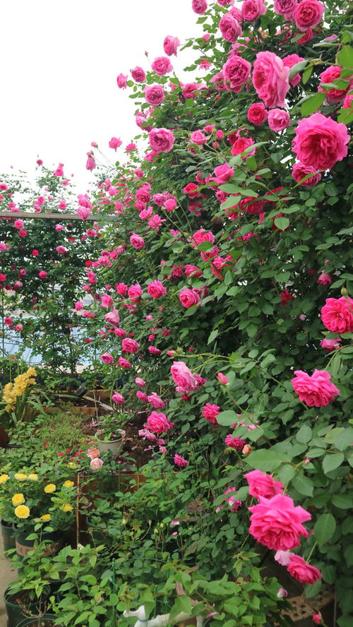 土壤， 月季的“小肚子”