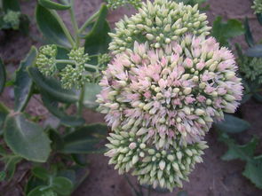 绿化带里的花花世界