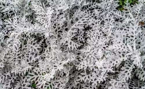 雪叶莲如何养护？栽培技巧指南中都有哪些注意事项